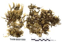 藏品(粗蔓苔屬)的圖片